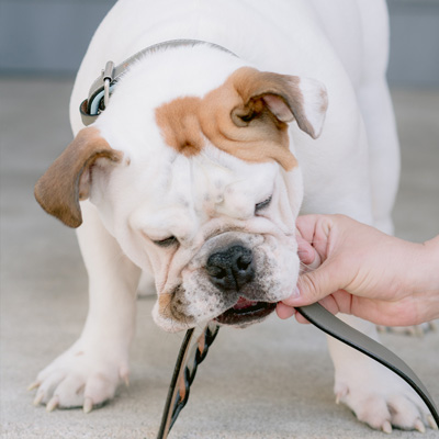 Off the leash training